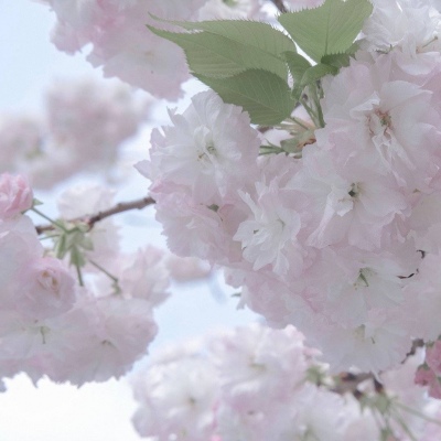 务川福瑞交流群